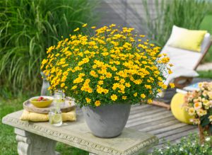 Die "Flotte Biene", die Blume des Jahres ist ideal für die kleinen Helfer im Garten. (Foto: Österreichische Gärtner)