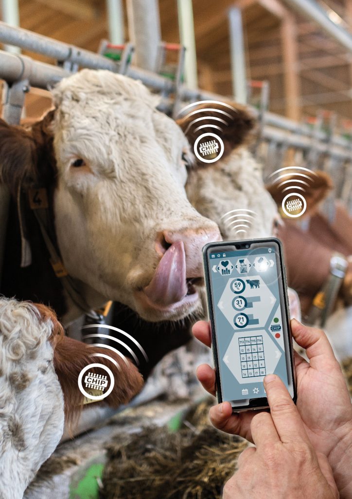 Mi dem Smarphone kann ein Chip im Ohr der Kuh ausgelesen werden