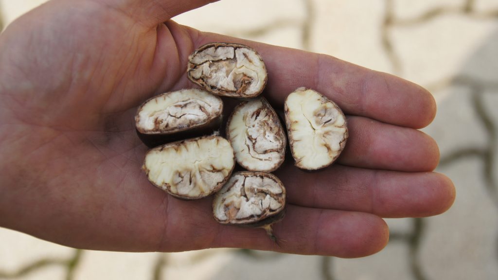 Pilzbefall bei Kastanien in Nahaufnahme. Die Früchte sind ungenießbar