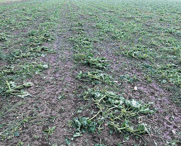 In St. Martin im Sulmtal wurden die landwirtschaftlichen Kulturen durch ein gewaltiges Hagelgewitter völlig zerstört. [© ÖHV]