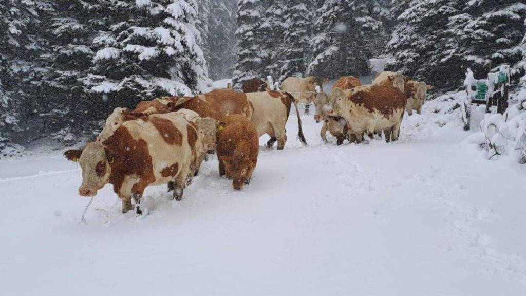 Schnee auf der Alm