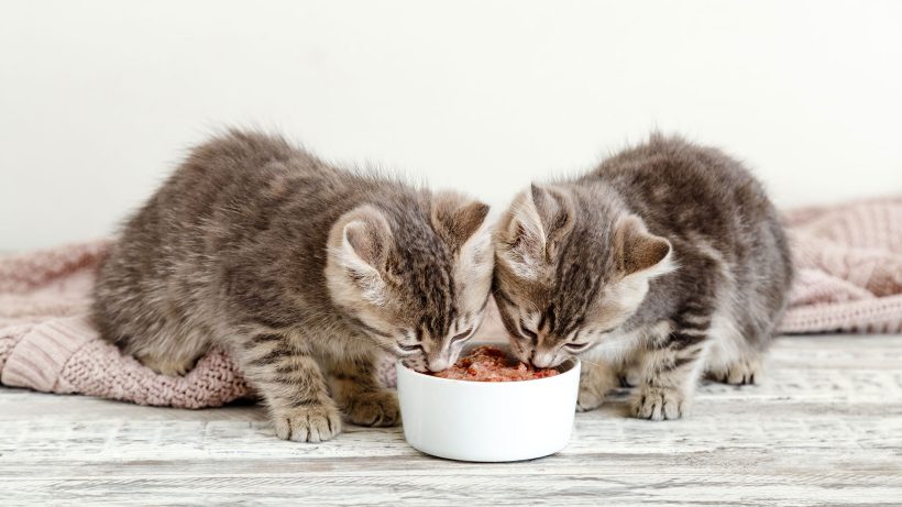 Katzen brauchen Bewegung, ständig verfügbares Essen, Wärme und einen sicheren Rückzugsplatz.
[© Beton Studio - stock.adobe.com]